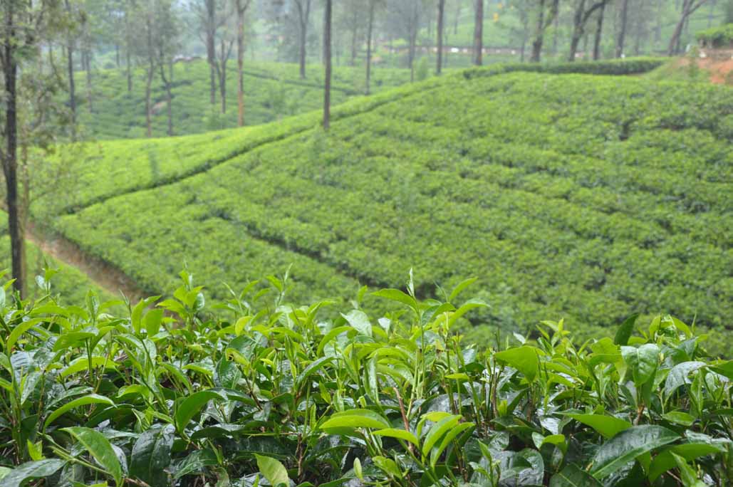 Experience the Culture - Sri Lanka