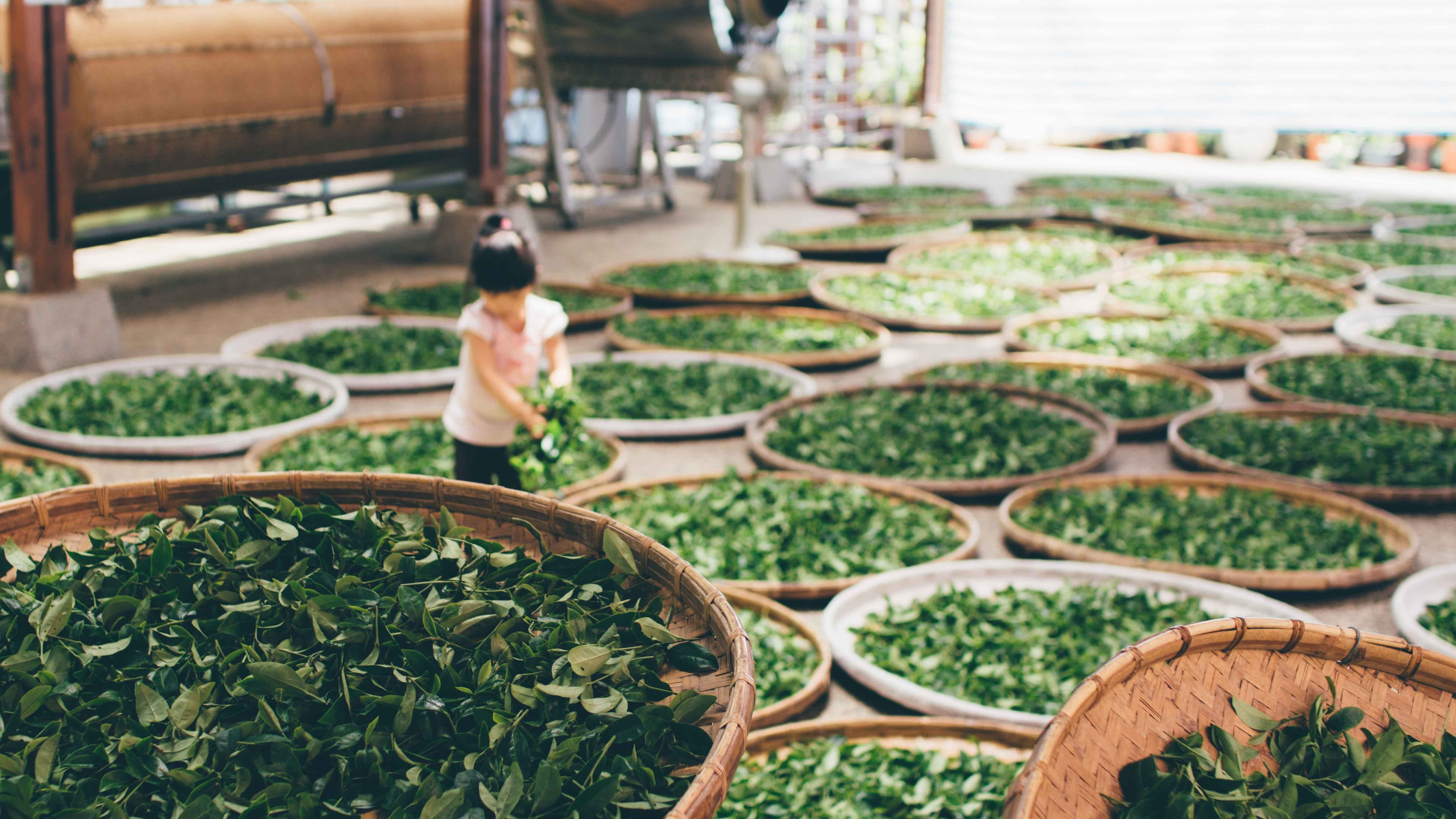 What To Do With Used Tea Leaves? 7 Handy Tips