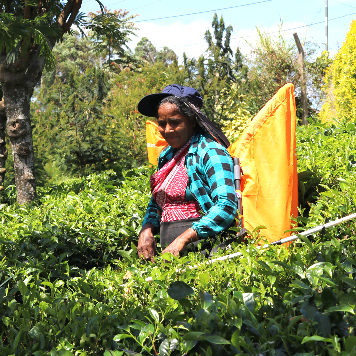 Sri Lanka Tea Farm with Tea Plucker - OriginTea